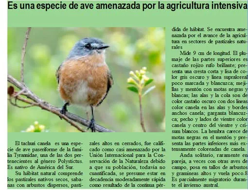 descripción tachurí canela