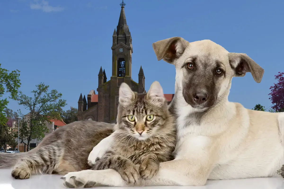 Censo perros y gatos Vignaud