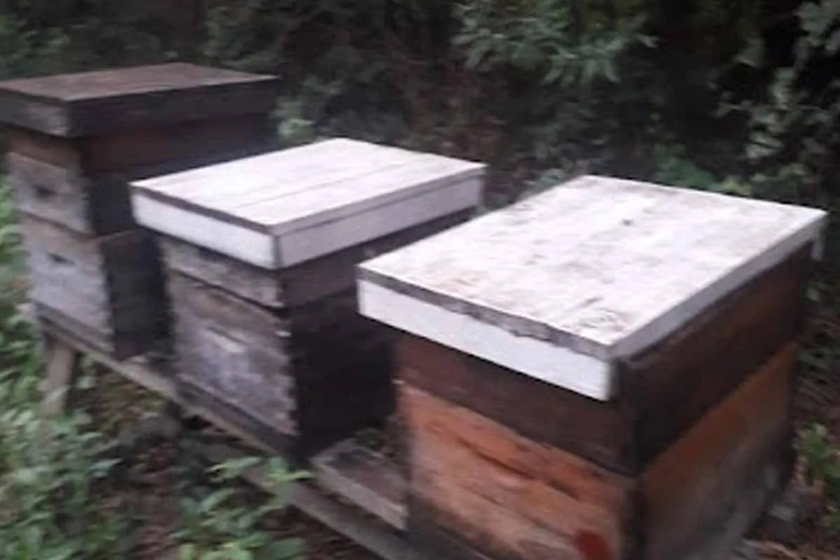 Apiario