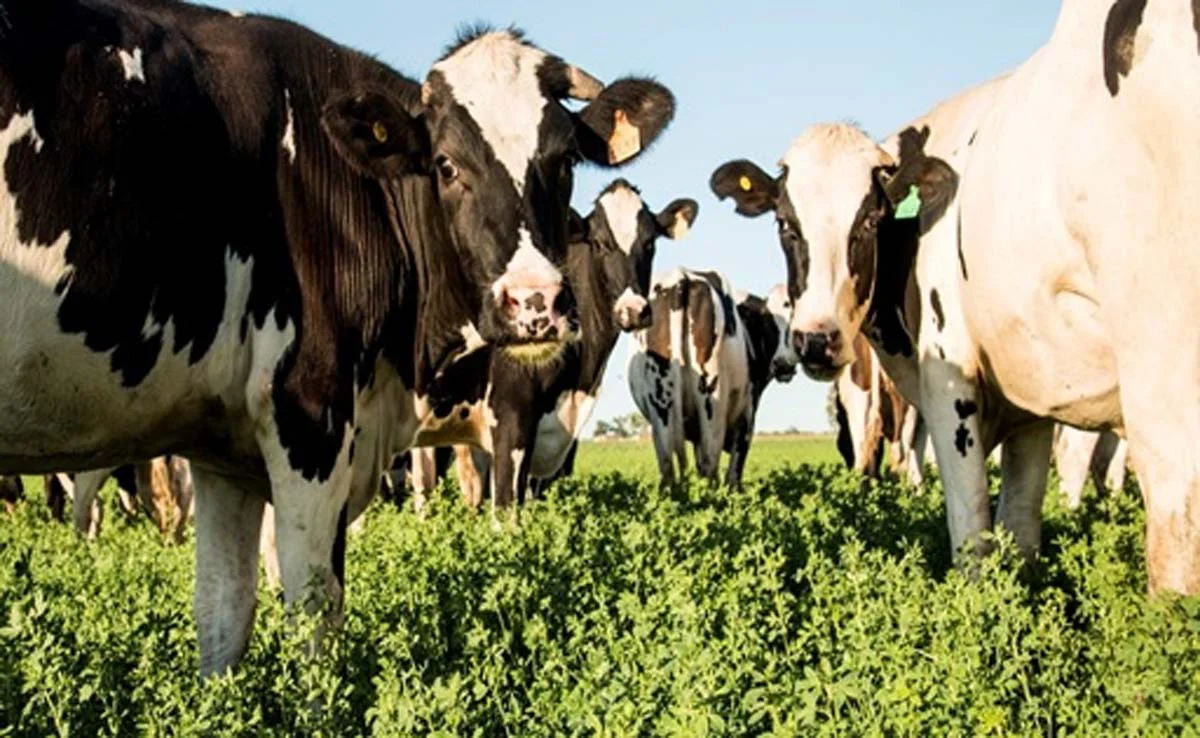 vacas