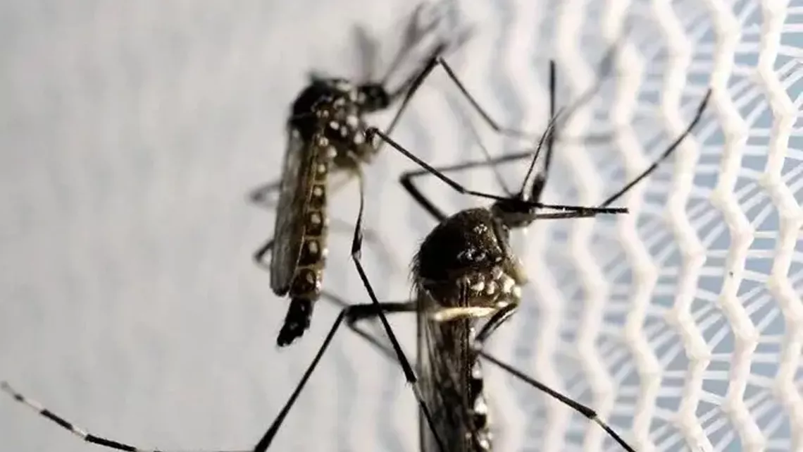 Mosquito dengue