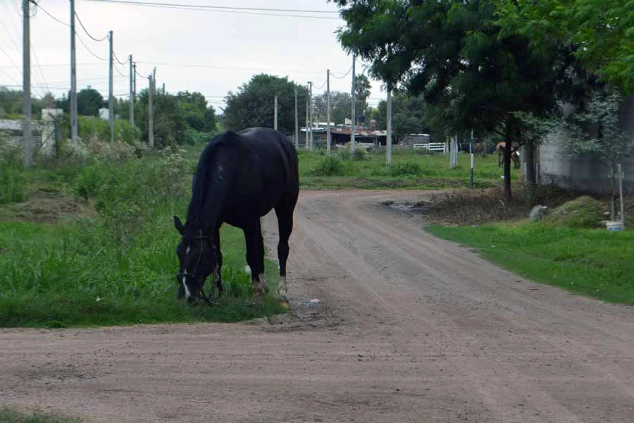 caballos sueltos