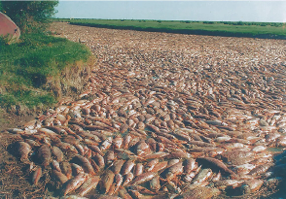 Mortandad río Dulce