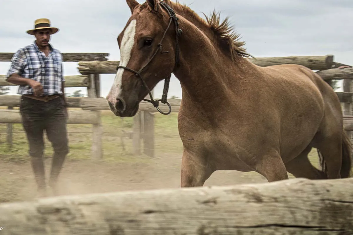 Vignaud caballo curso