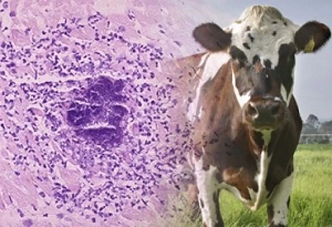 leucosis