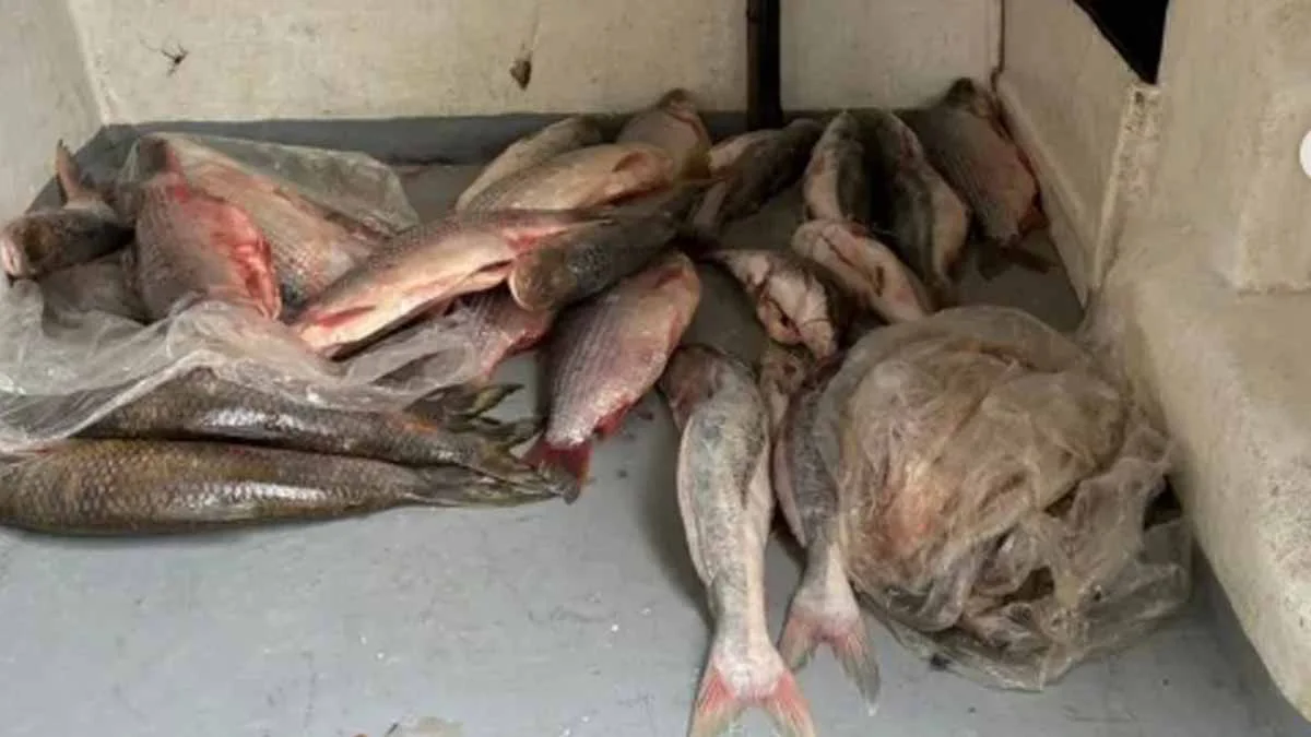 pescado-san-guillermo