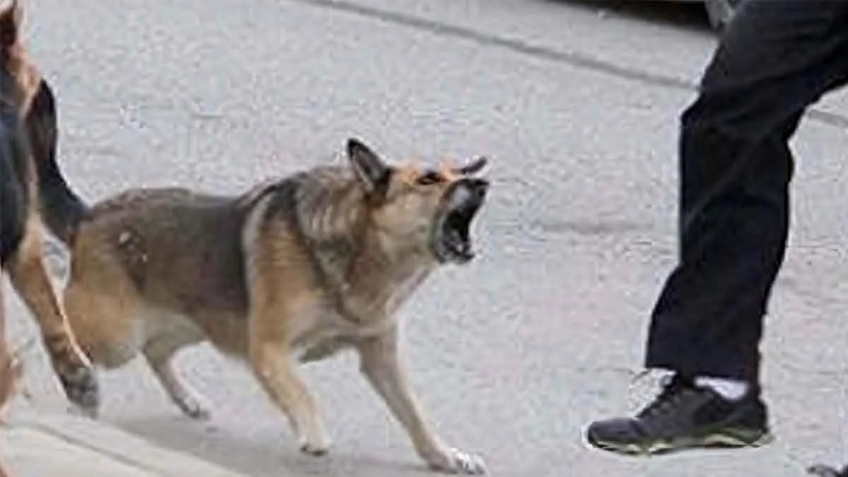 perro-ataca