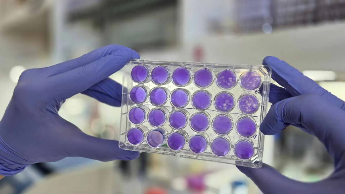 investigacion-leilor