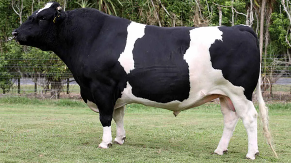 toro