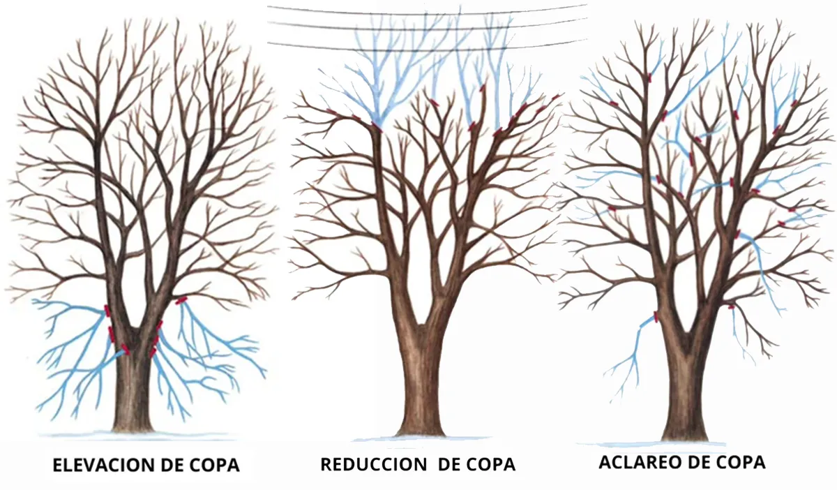 Poda arboles Freyre