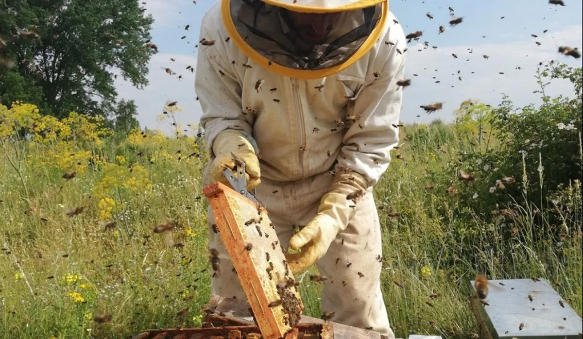 Financiamiento San Gmo