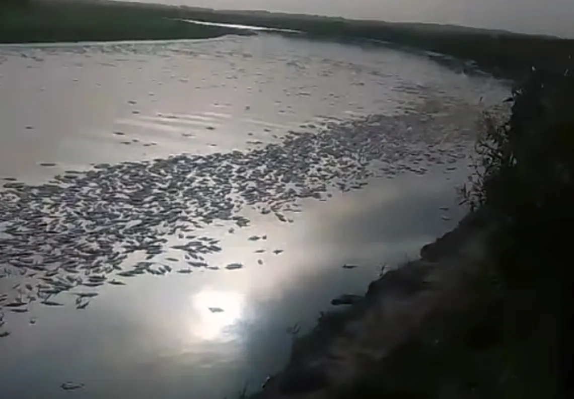 Sabalos muertos río Sali