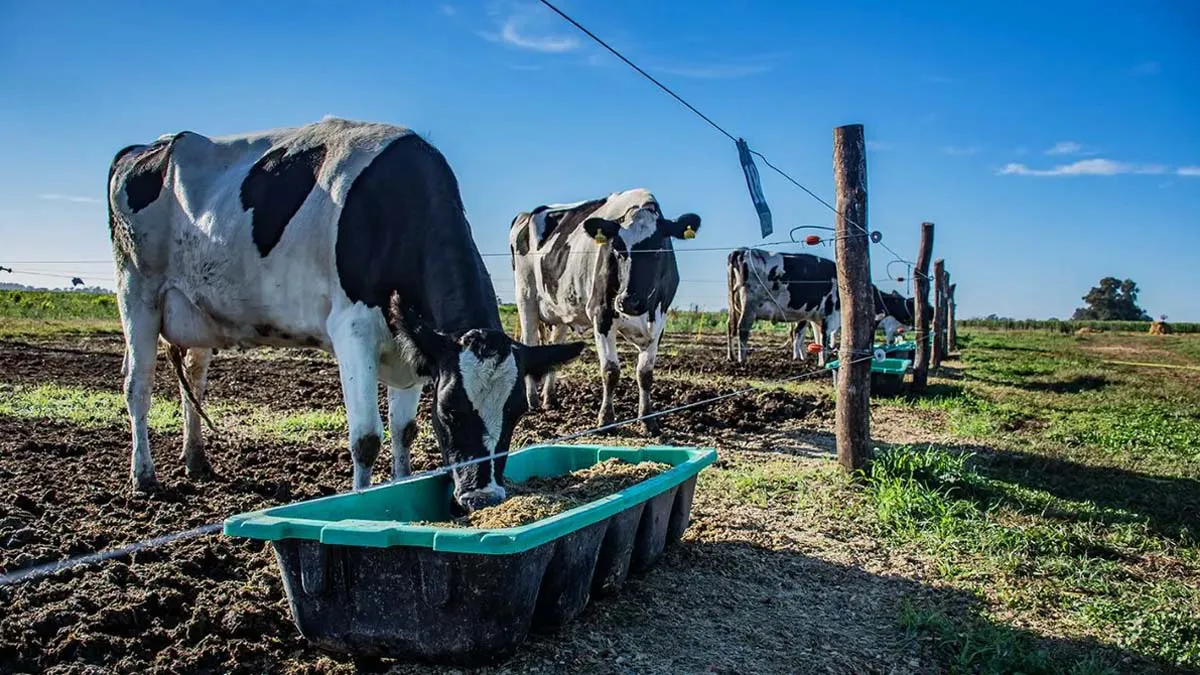Vacas lecheras