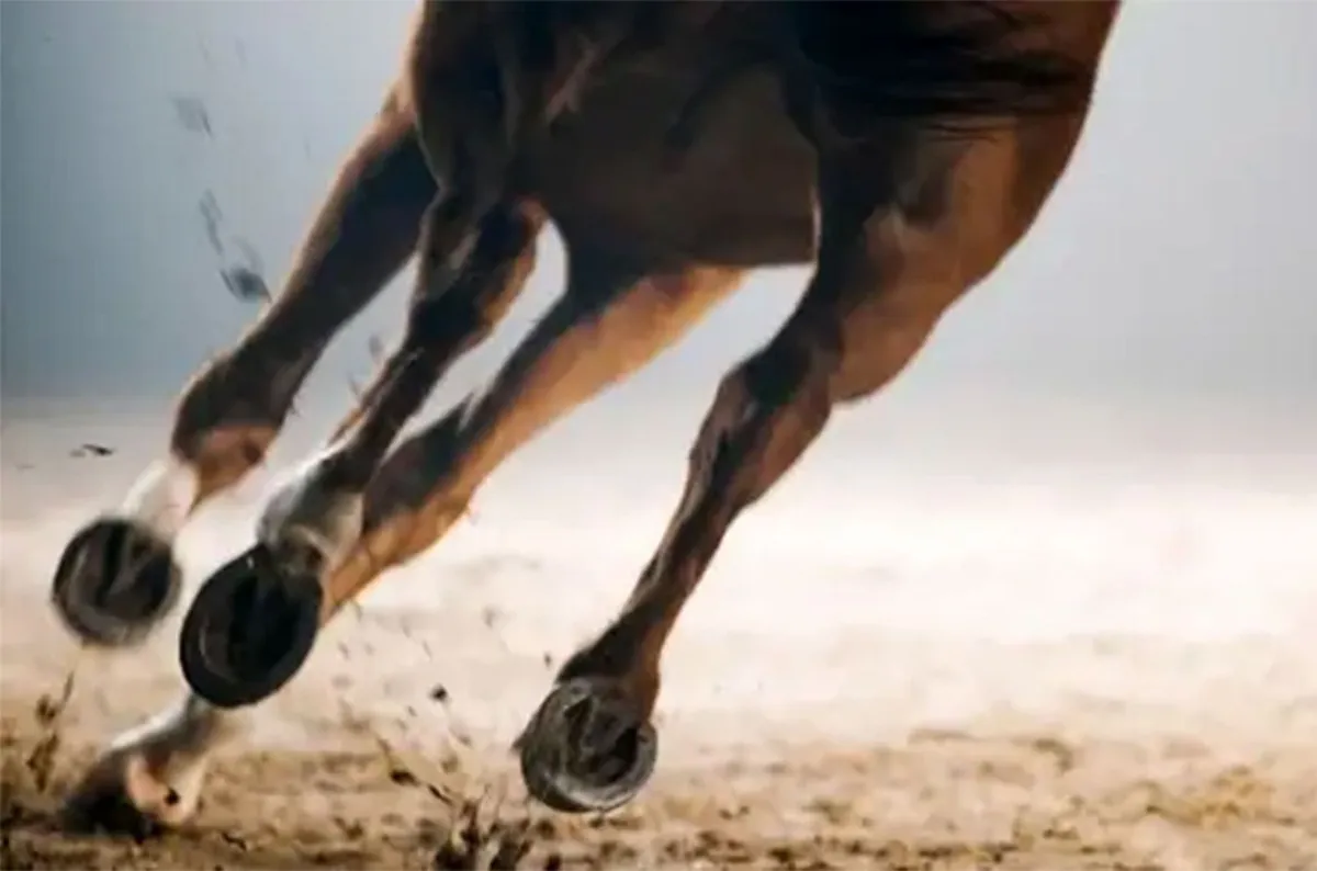 Caballo corre
