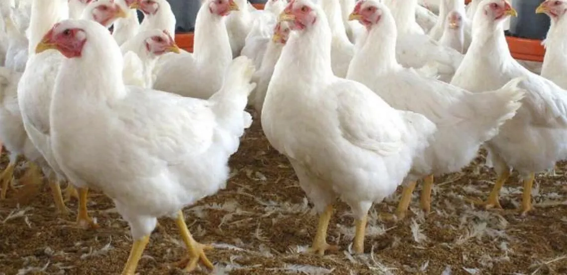 gallinas