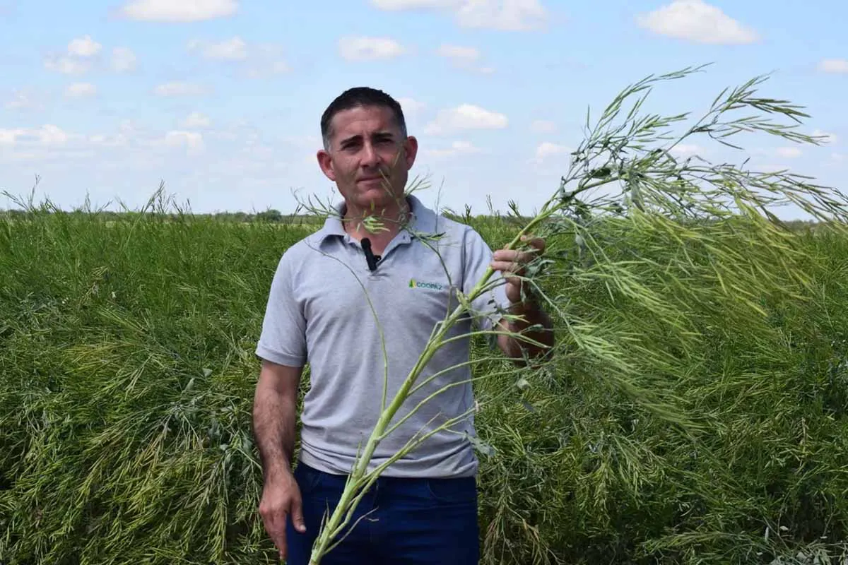 Carinata
