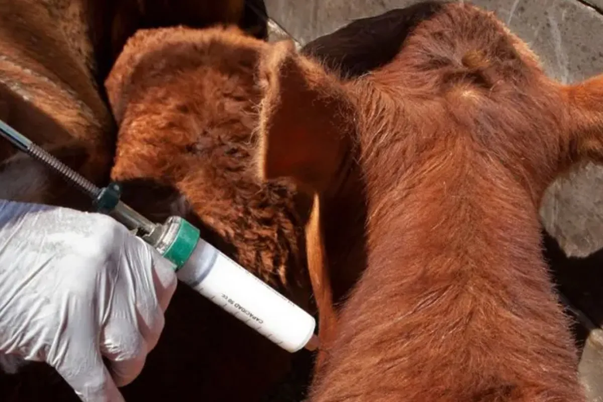 vacunacion antiaftosa