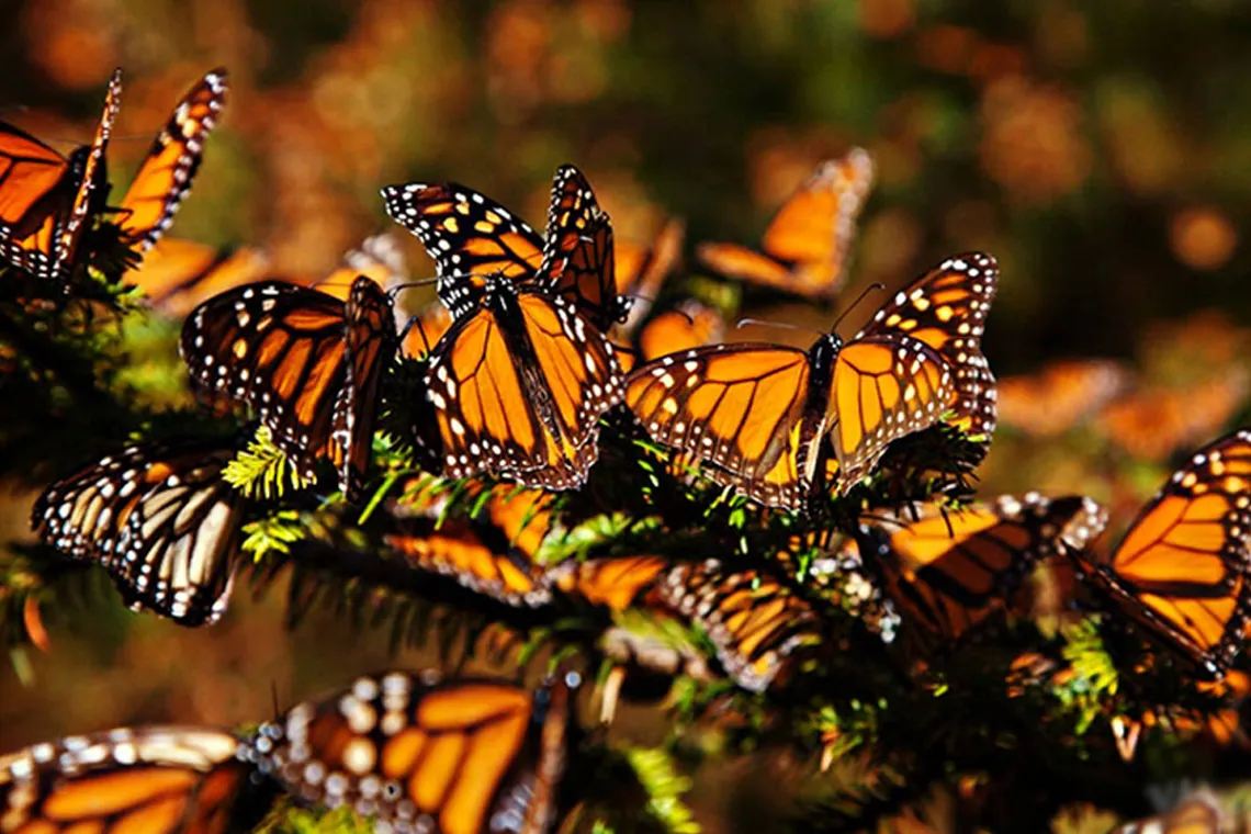 Mariposas