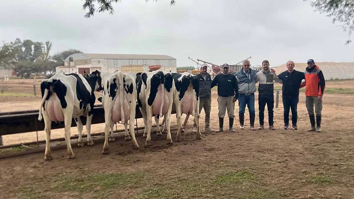 vacas-jura
