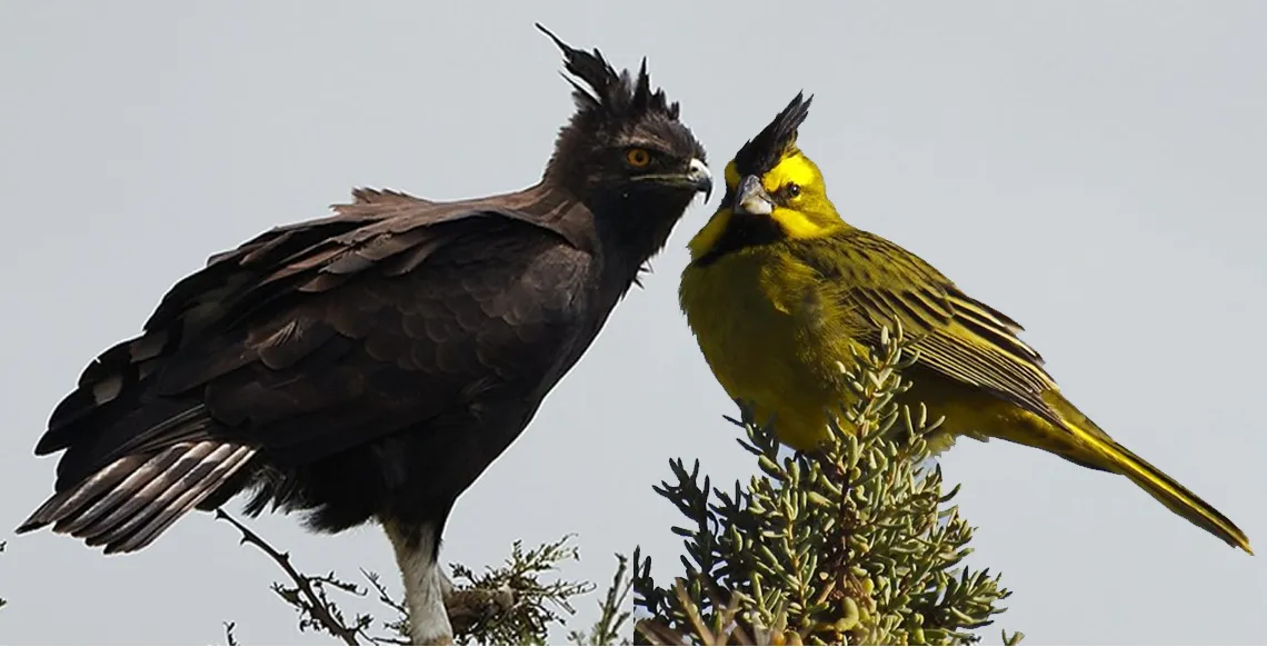 Aves