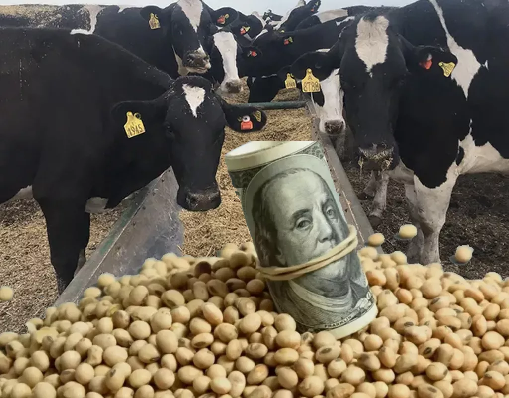 Lecheria dolar soja