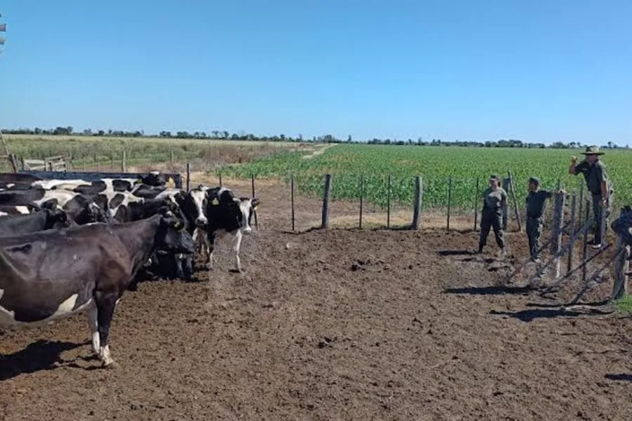 vacunos recuperados
