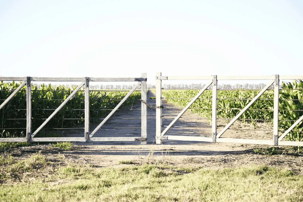Campo