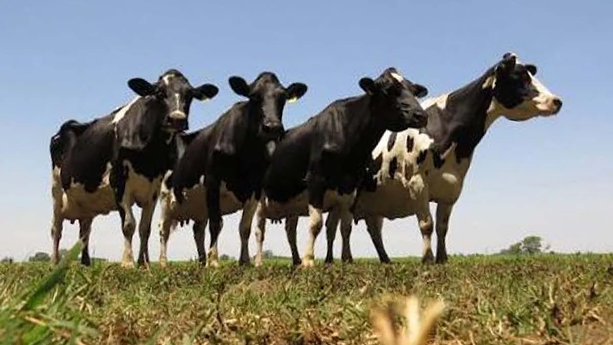 vacas