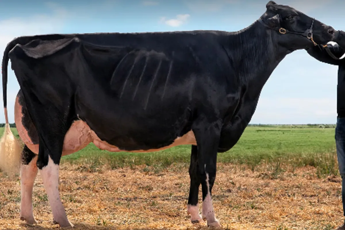 Vaca record $ 80 millones