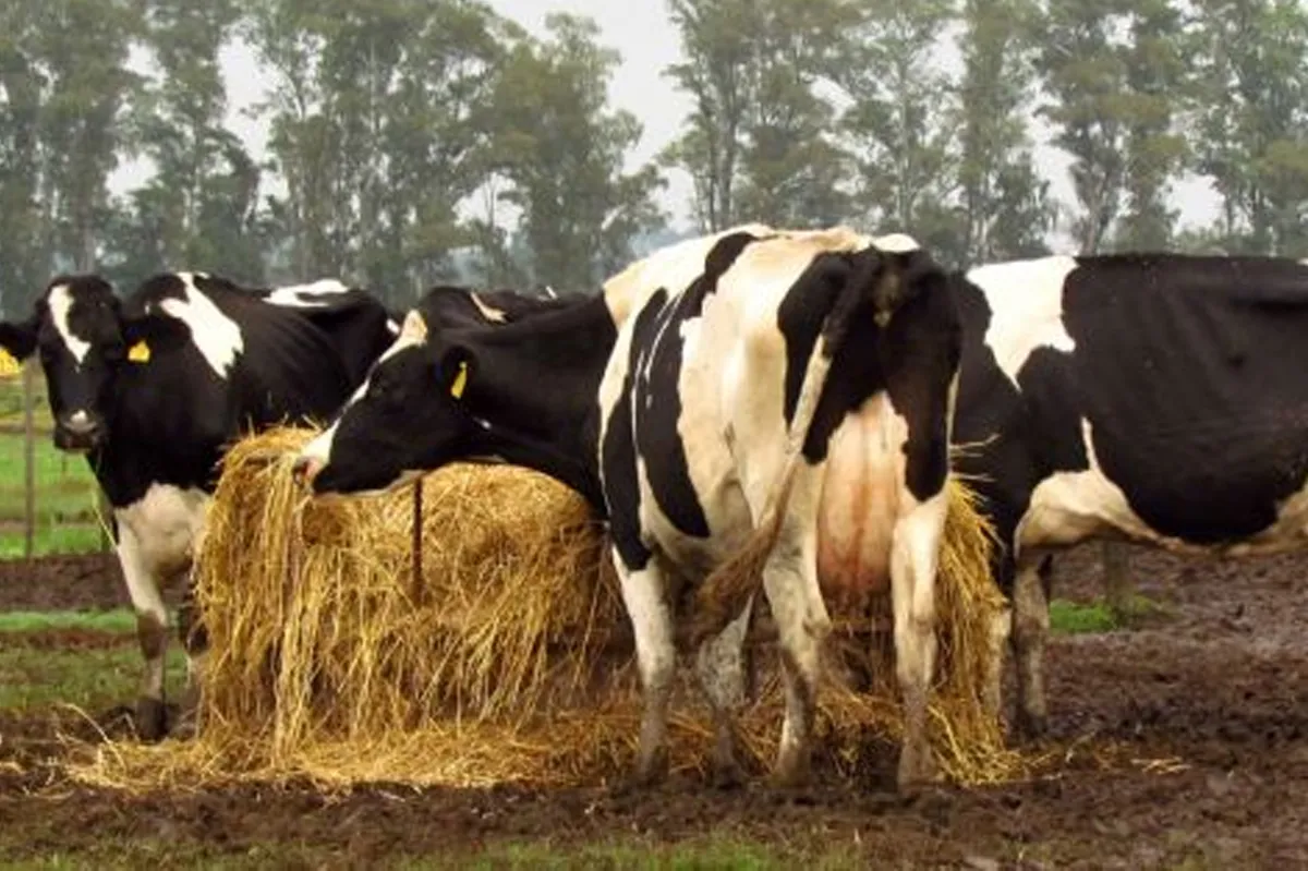 vacas