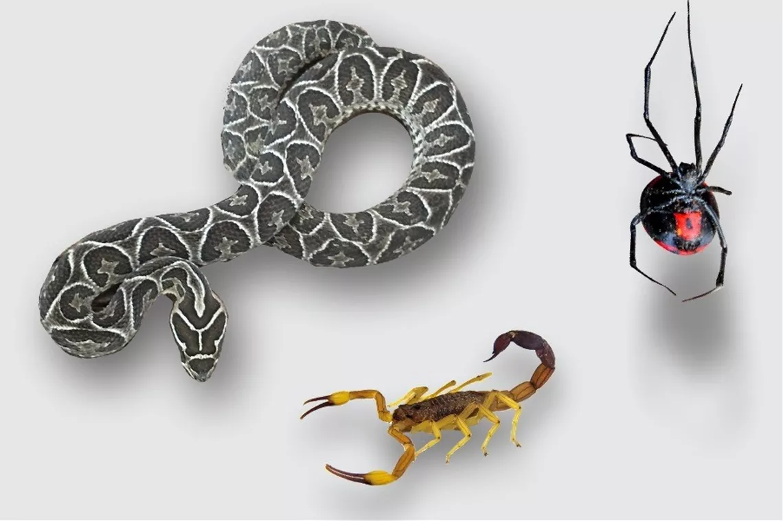 Ponzoña