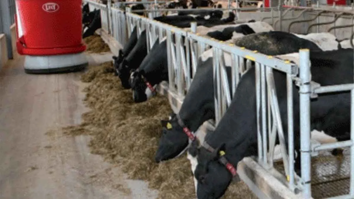 alimentacion-vacas