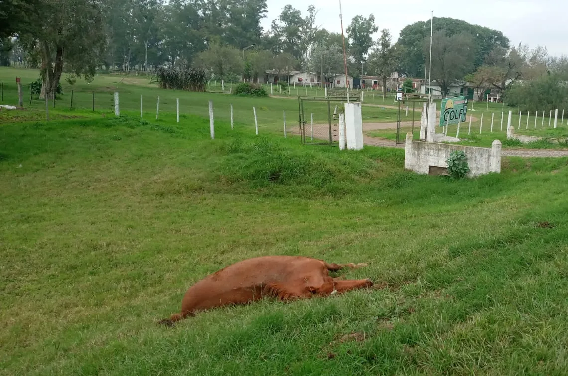 accidente caballo