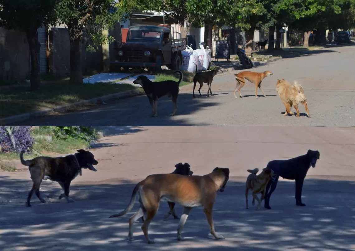 perros Morteros sueltos