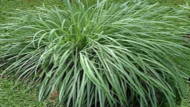 Citronella