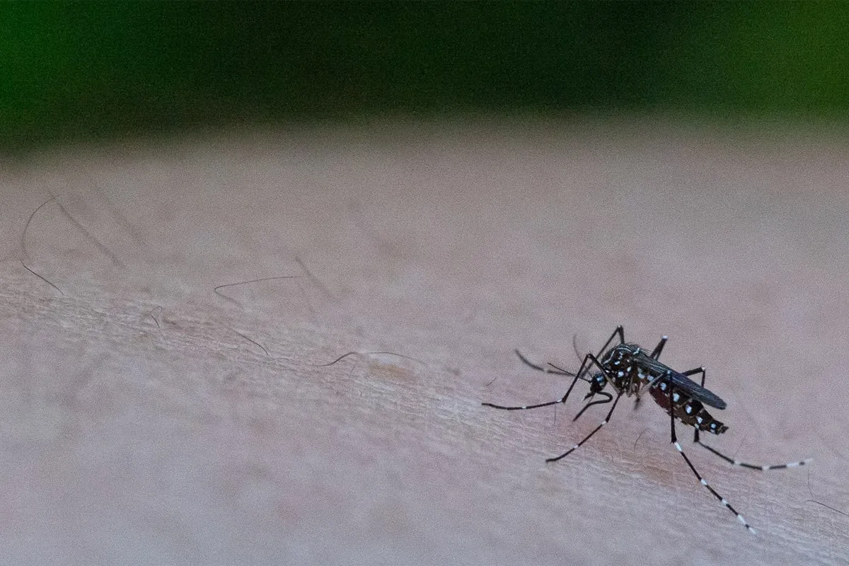 Dengue
