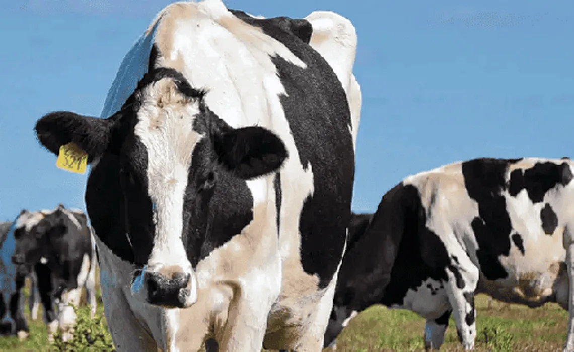 vacas