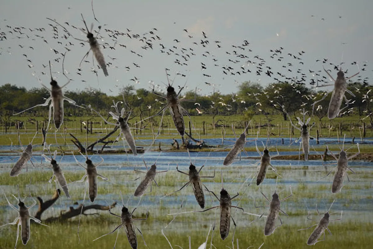 Mosquito aves migratorias