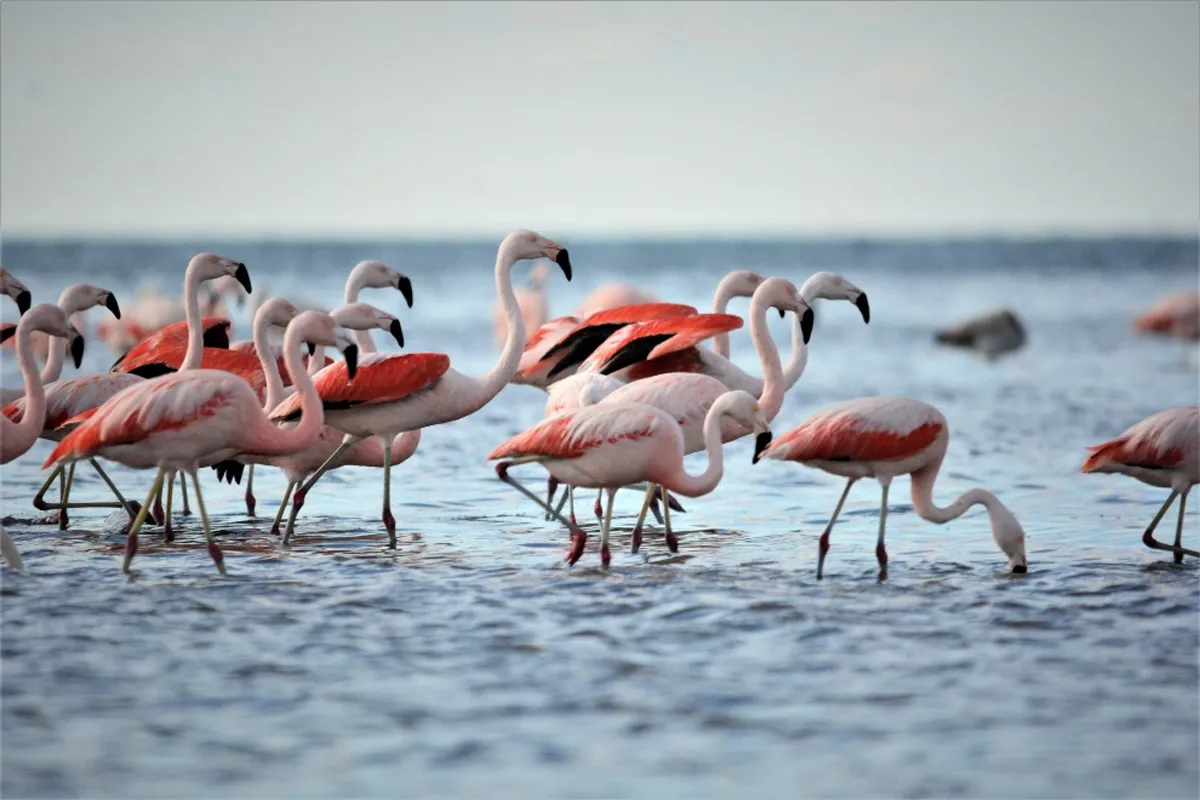 Flamencos