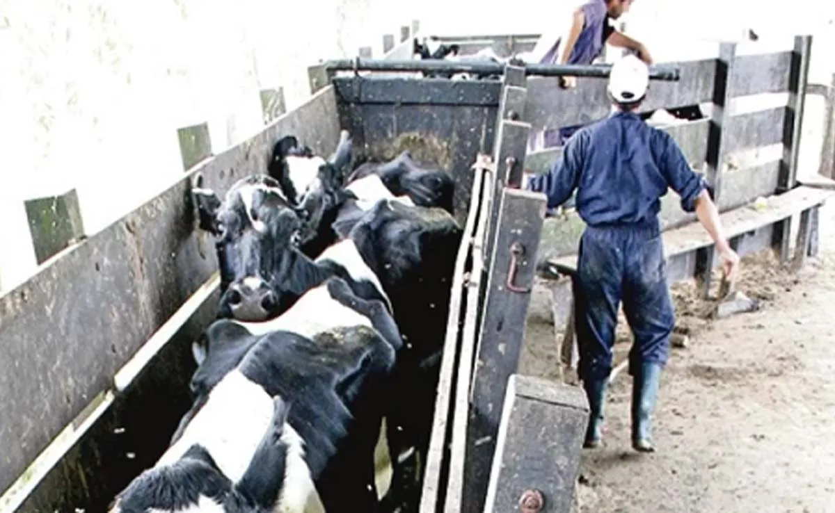 Vacas manga
