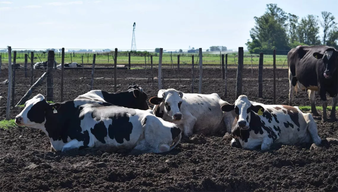 Vacas