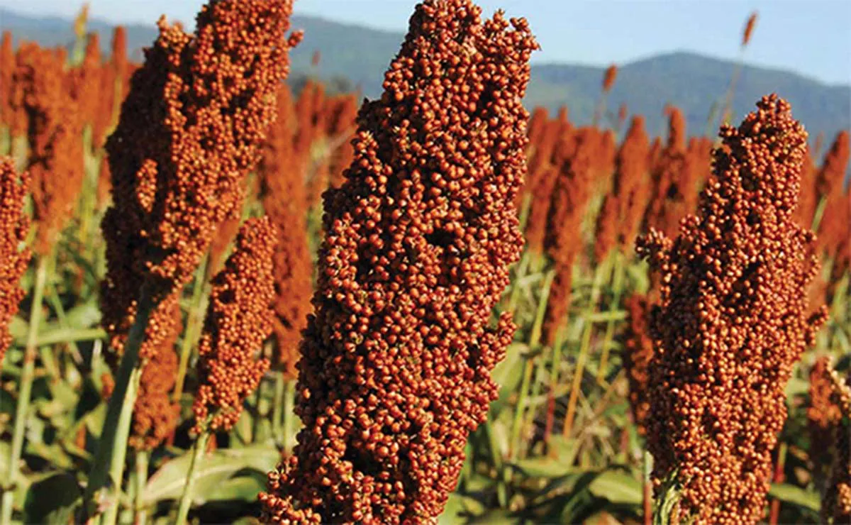 Sorgo