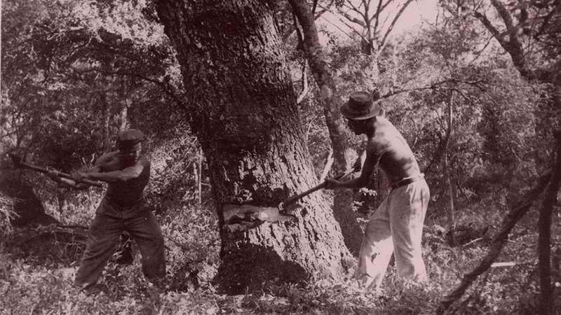 forestal