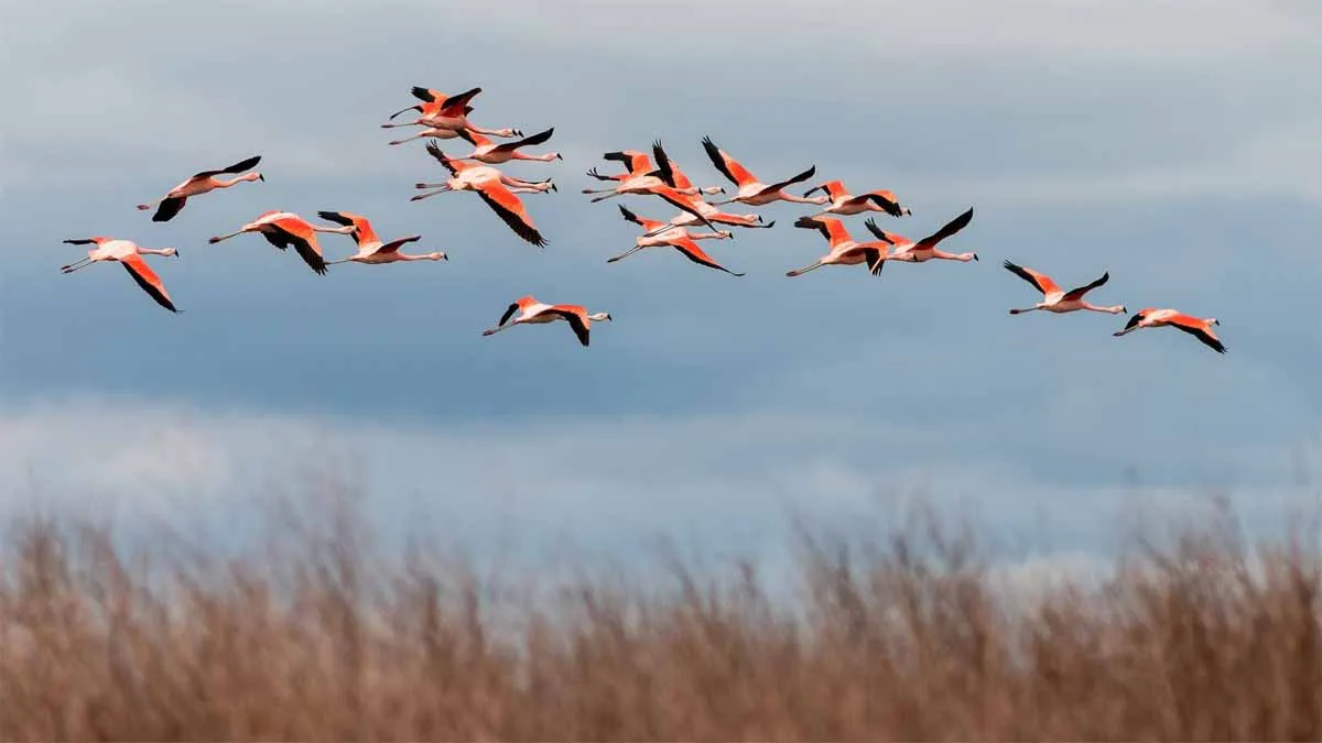 aves migratorias